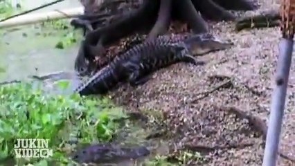 Un chat affronte un alligator dans un face à face épique