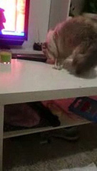 Le chat le plus méchant du monde ?