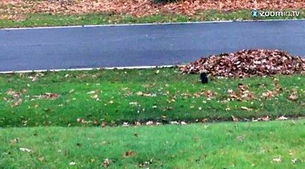 Un écureuil qui dort debout