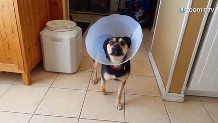 Ce chien a trouvé sa drogue, la minerve!