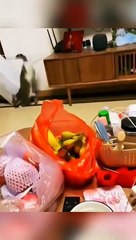 Perusak   #hewanlucu#binatanglucu#funnyanimals #funnyvideos #duniabinatang#kucinglucu#cat#catlover#sobatsemesta