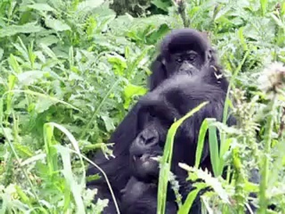 Contre braconnage et violences régionales, le Rwanda préserve ses gorilles