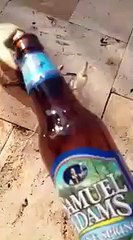 Il se fait voler sa bouteille de bière par un crabe