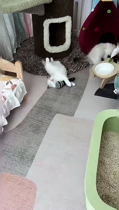it slept
