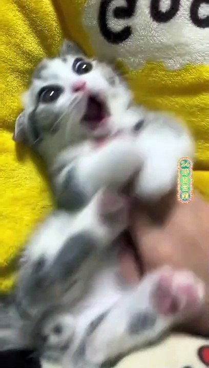 random cat