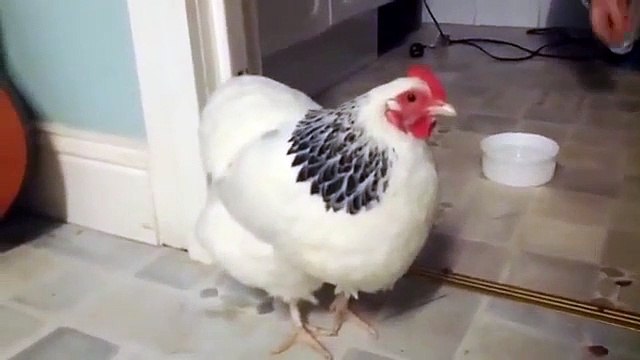 Vous n’avez jamais entendu une poule éternuer ? Maintenant c’est fait.