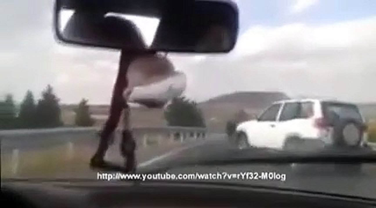 Un taureau charge sur l'autoroute