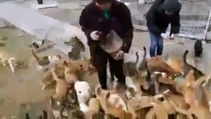 Découvrez Aoshima, l'île aux chats