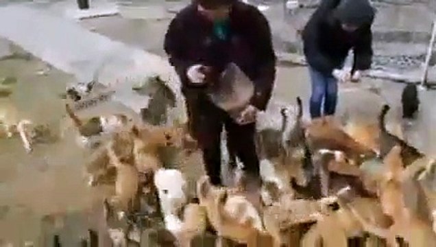 Découvrez Aoshima, l'île aux chats