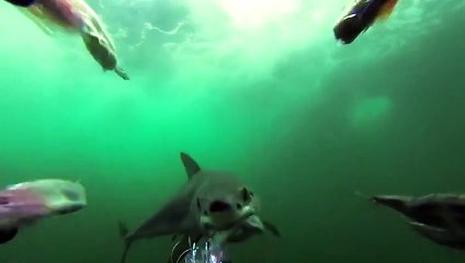 Une attaque de requin Mako comme si vous y étiez