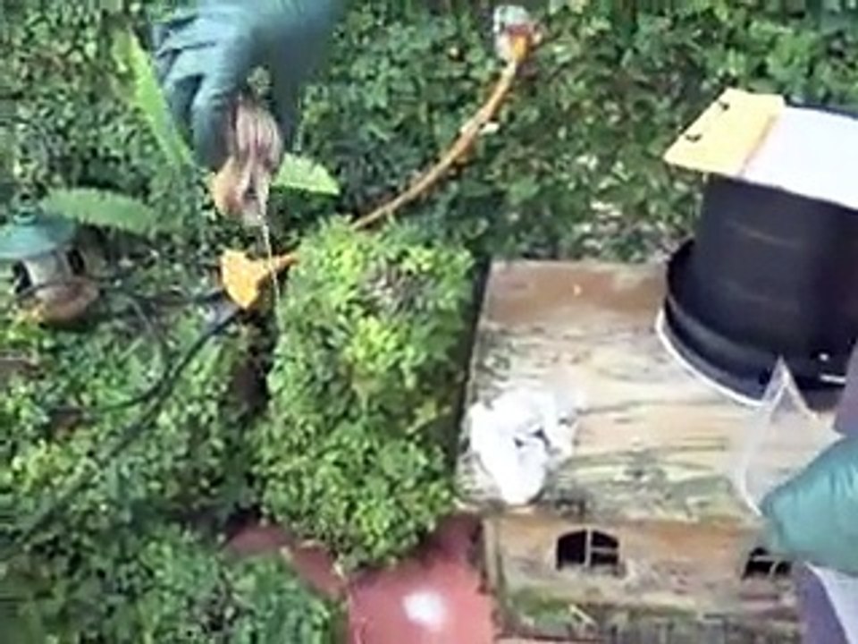Beurk! Des escargots géants et gloutons attaquent Miami
