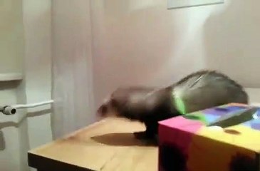 Un furet rate son saut
