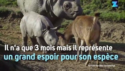 Instant meûgnon : ce bébé rhino découvre le monde