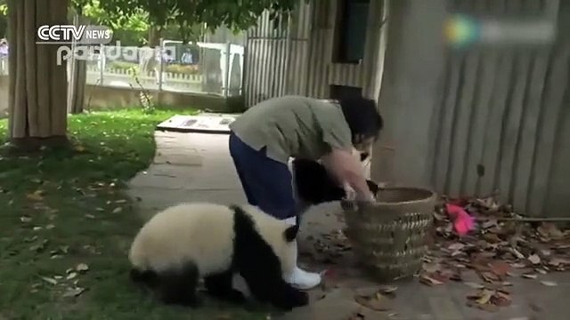 Deux jeunes pandas mènent la vie dure à une soigneuse