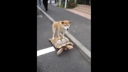 Vous n'avez jamais vu un chien se promener à dos de tortue ? Maintenant c'est fait !
