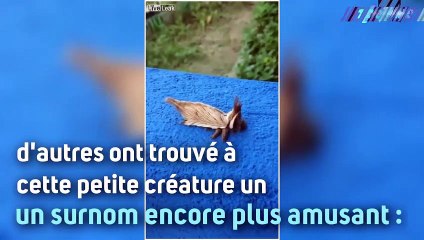 Après une mite, c'est une chenille qui est nommée Trump