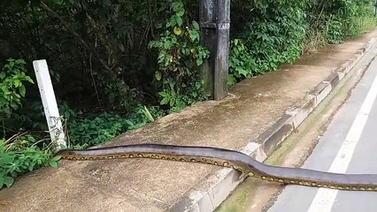 Un anaconda de trois mètres traverse la route !