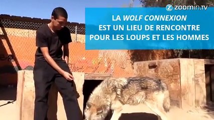 Un autre regard sur les loups, celui de professionnels