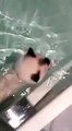 Hamlet, le chat de Pierre Moscovici, sait nager!