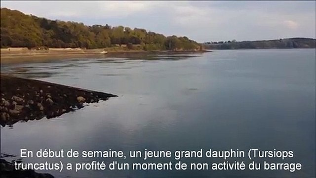 Bretagne : un dauphin bloqué au barrage de la Rance