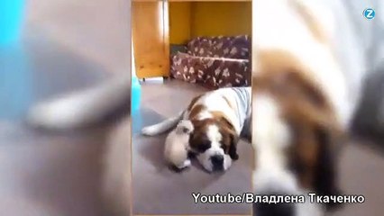 Ce chaton s'en prend à plus gros que lui...attention !