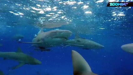 À la rencontre du requin le plus 'cool' de l'océan !