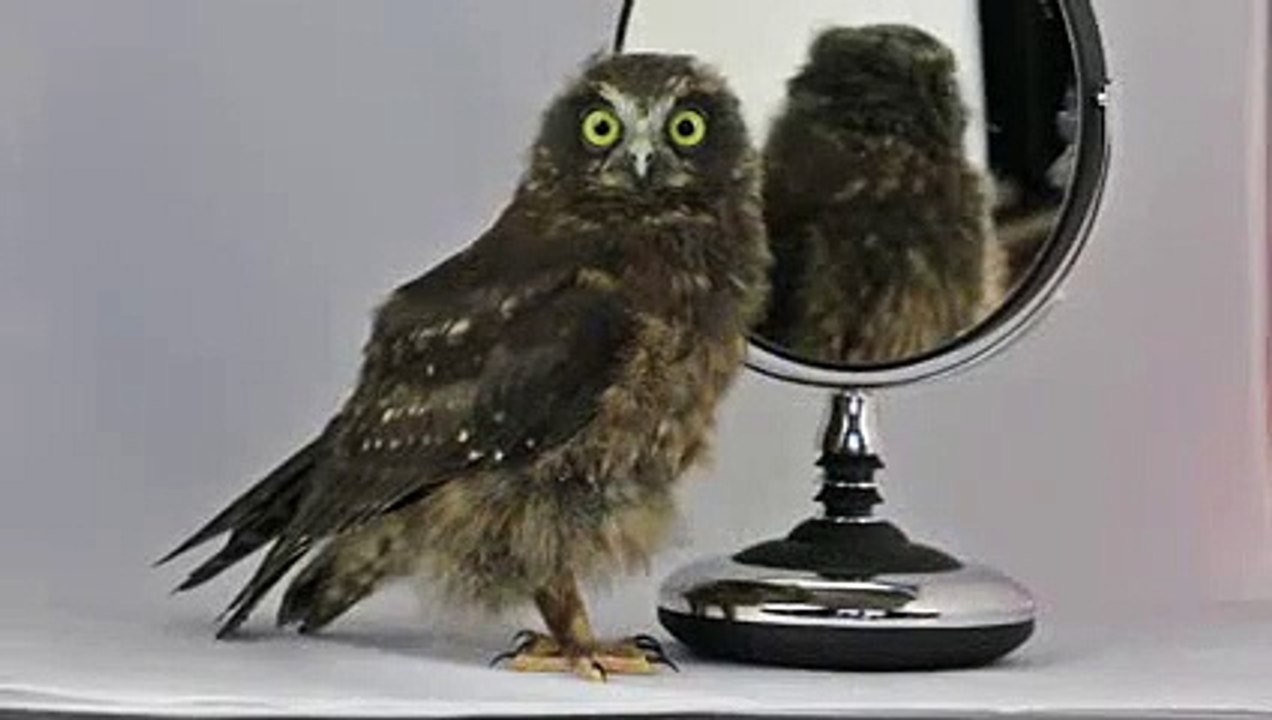 Cette adorable chouette a le rythme dans la peau !