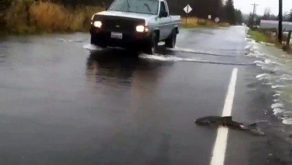 Des saumons traversent la route !