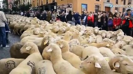 Invasion de moutons dans les rues de Madrid