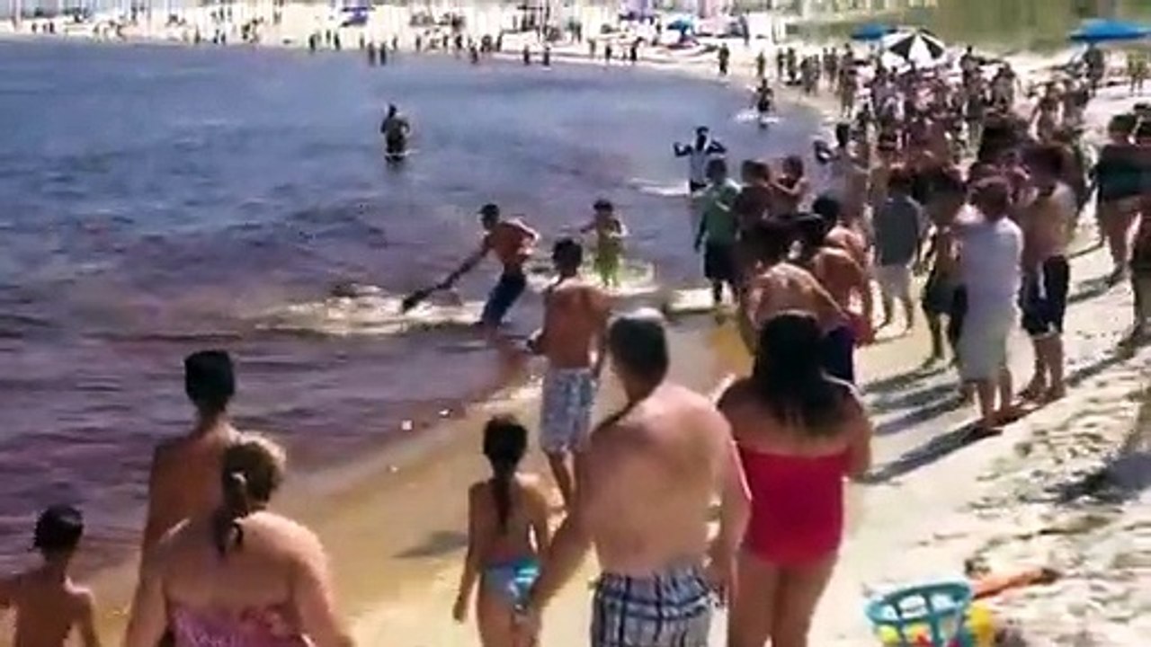 Un requin-marteau donne naissance sur la plage