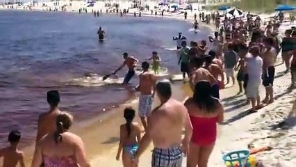 Un requin-marteau donne naissance sur la plage