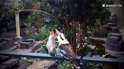 Des oiseaux épris d'un fou rire !