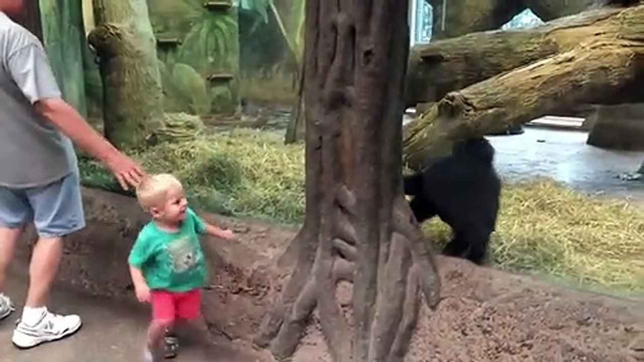 Un petit garçon et un gorille jouent à cache-cache dans un zoo