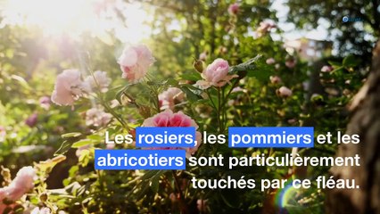 Pucerons dans le jardin : l'astuce de l'ail pour s'en débarrasser