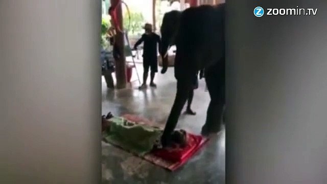 Sympa, l'éléphant qui vous masse avec les pieds !