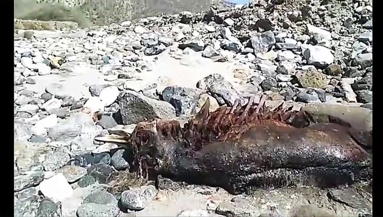Une créature humanoïde en décomposition a été découverte sur une plage mexicaine