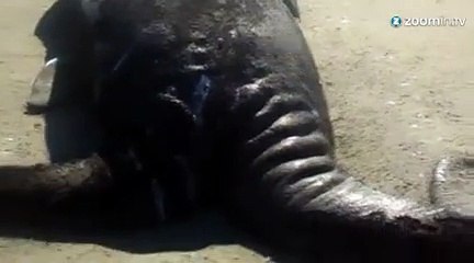 Des baleineaux siamois trouvés sur une plage mexicaine