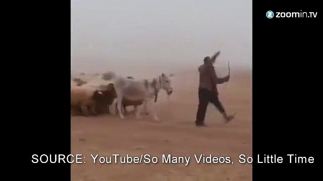 Fidèles à eux-mêmes, ces moutons suivent...