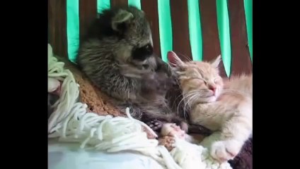 La belle amitié entre un raton laveur et un chat