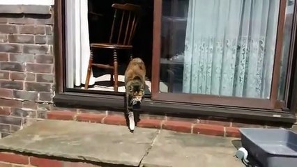 Drôle de miaulement d’un chat