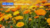 Moustiques : 5 plantes pour les éloigner