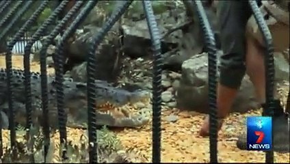 Un employé de zoo se fait mordre la main et tirer dans l’eau par un crocodile
