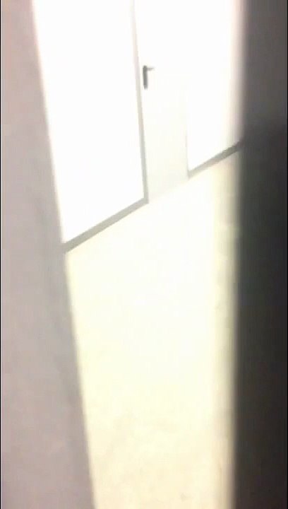Sotchi : un loup se balade dans le hall d’un hôtel