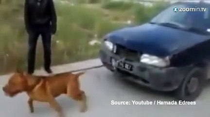 Buzz : un chien hyper costaud