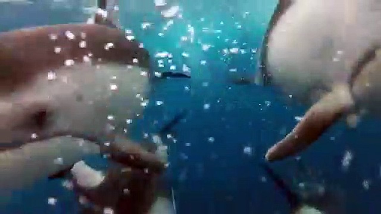 Nager avec les dauphins