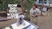 Un bébé koala est la nouvelle coqueluche du zoo de San Diego !