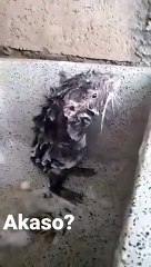 Ce rat est vraiment en train de se savonner ?