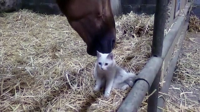 Un cheval caresse un chat