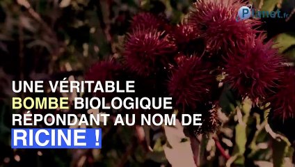 Attentat déjoué en France : c’est quoi la ricine, cette bombe biologique ?