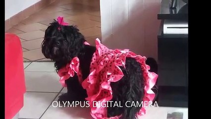 Un chien danse le flamenco